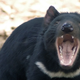 Imagen para el artículo titulado Introducen diablos de Tasmania en una isla de Australia y erradican una población de 6.000 pingüinos